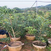 Planta Wusu Myrica Rubra injertada
